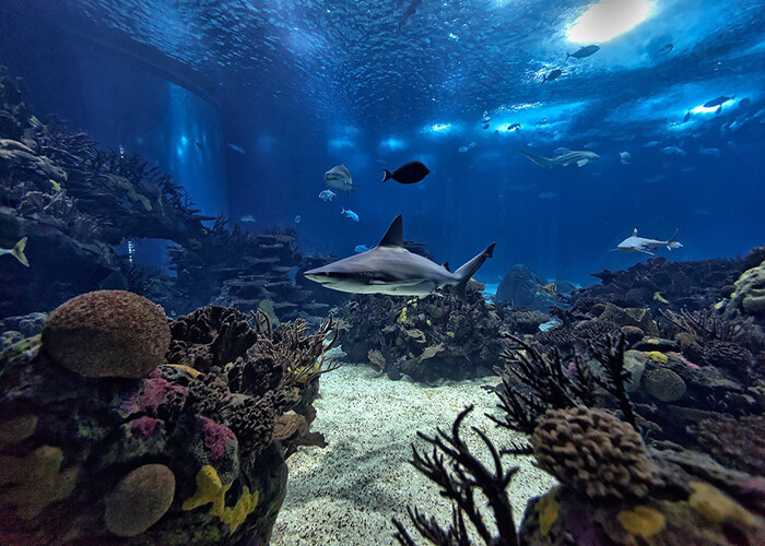 lisbon oceanarium